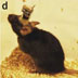 Optetrode: a multichannel readout for optogenetic control in freely moving mice (Nature Neuroscience)