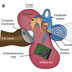 Energy extraction from the biologic battery in the inner ear (Nature Biotechnology)