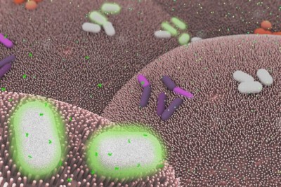 The illustration depicts Bacteroides thetaiotaomicron (white) living on mammalian cells in the gut (large pink cells coated in microvilli) and being activated by exogenously added chemical signals (small green dots) to express specific genes, such as those encoding light-generating luciferase proteins (glowing bacteria).  Image by: Janet Iwasa