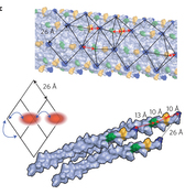 Enhanced energy transport in genetically engineered excitonic networks (Nature Materials)